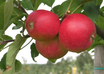 Früchte der allergikerfreundlichen Apfelsorte 'ZIN 168' am Baum.