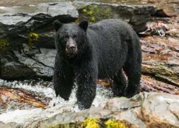 Ein Schwarzbär steht in einem Fluss.