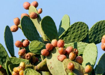 Feigenkaktus mit Früchten vor blauem Himmel