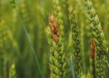 Weizen-Ähren, die von einem Fusarium-Pilz befallen sind.