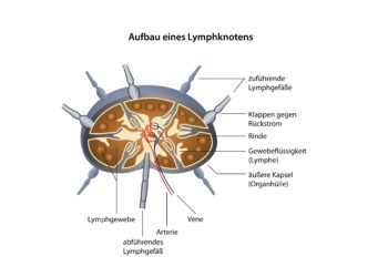 Schaubild über den Aufbau eines Lymphknotens.