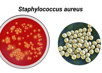 Grafische Darstellung von Staphylokokken-Bakterien.