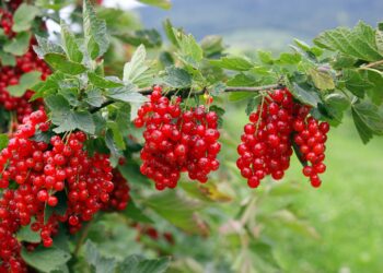 Rote Johannisbeeren sind sehr gesund und schützen vor vielen Erkrankungen. (Bild: RRF/stock.adobe.com)