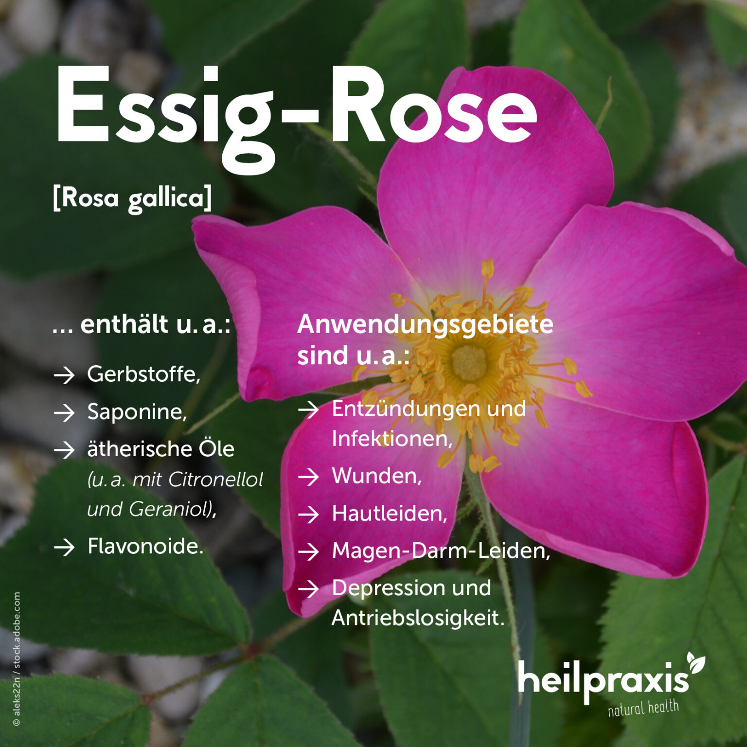 Essig-Rose – Inhaltsstoffe, Wirkung und Anwendung – Heilpraxis