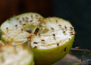 Ein aufgeschnittener Apfel, auf dem zahlreiche Fruchtfliegen sind