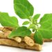 Ashwagandha in Großaufnahme vor weißem Hintergrund.