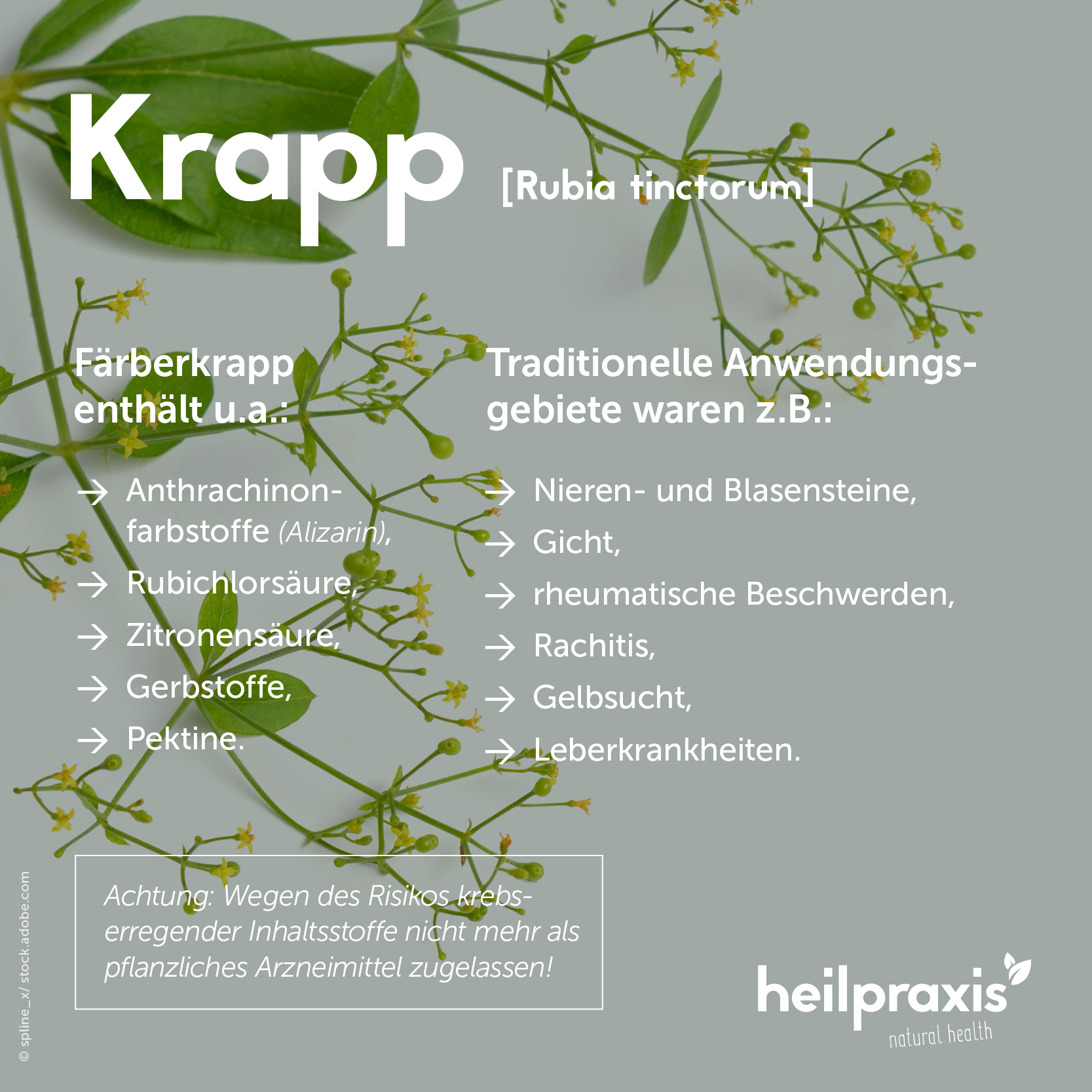 Übersichtsgrafik der Inhaltsstoffe und frühere Anwendung von Krapp