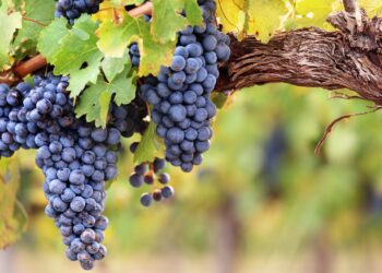 Weinrebe mit Stamm, Blättern und blauen Trauben