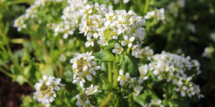 Echtes Löffelkraut mit weißen Blüten