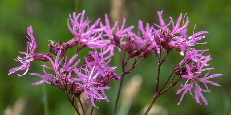 Scheindolden mit rosafarbenen Blüten der Kuckucks-Lichtnelke