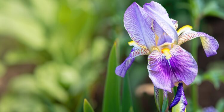 Bläulich-violette Schwertlilie vor grünem Hintergrund