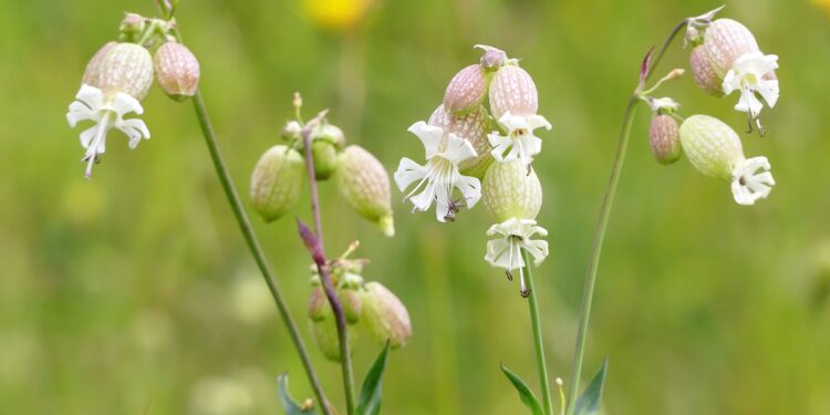 Weiße Blüten des Taubenkropf-Leimkrauts vor grünem Hintergrund