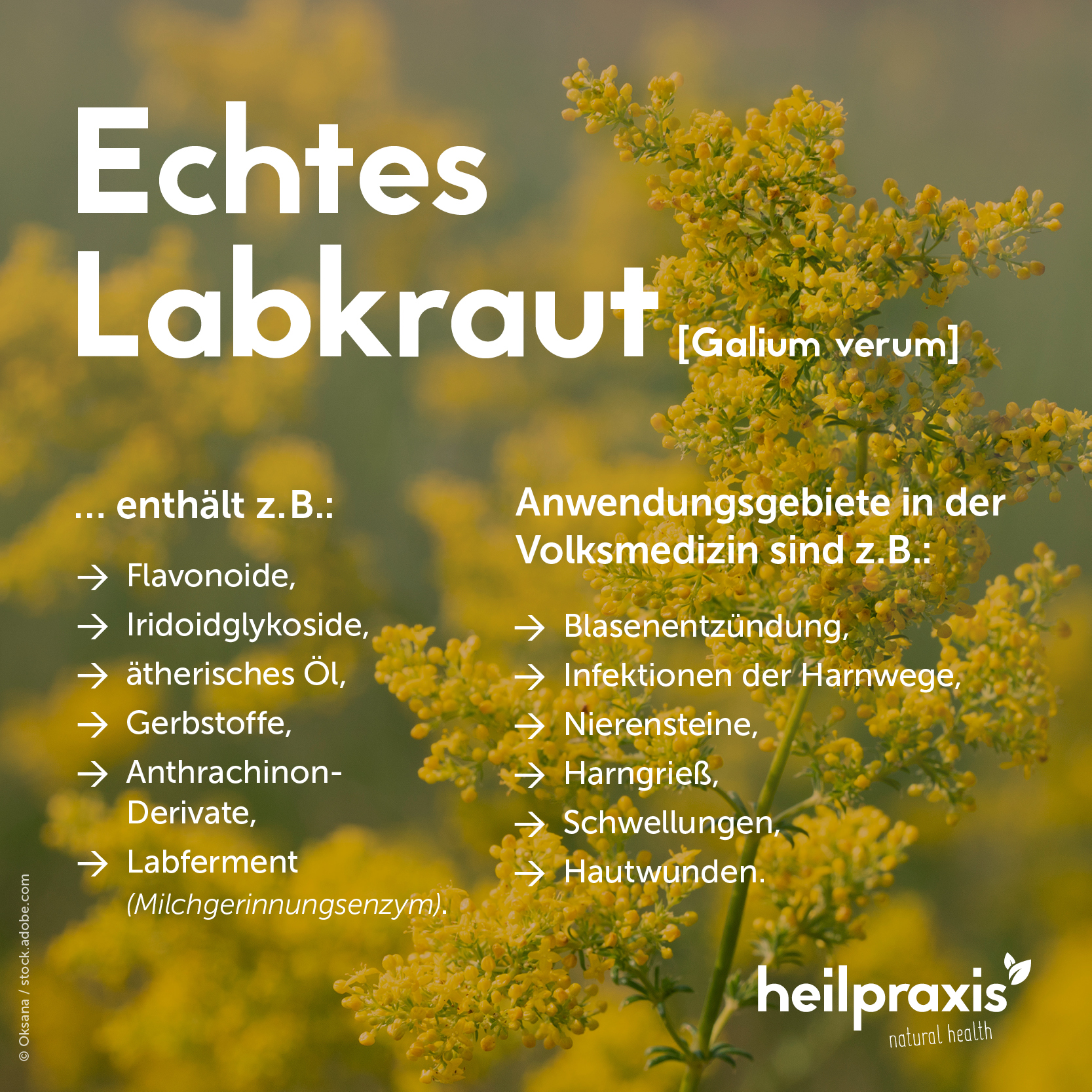 Übersichtsgrafik der Inhaltsstoffe und Anwendung des Echten Labkrauts