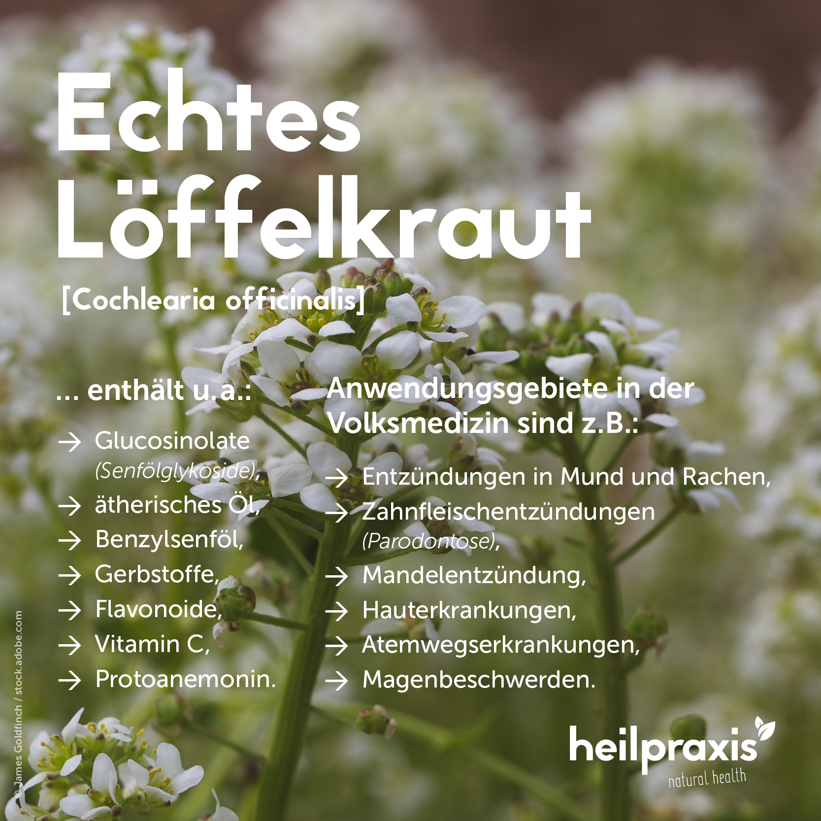 Übersichtsgrafik der Inhaltsstoffe und Anwendung des Echten Löffelkrauts