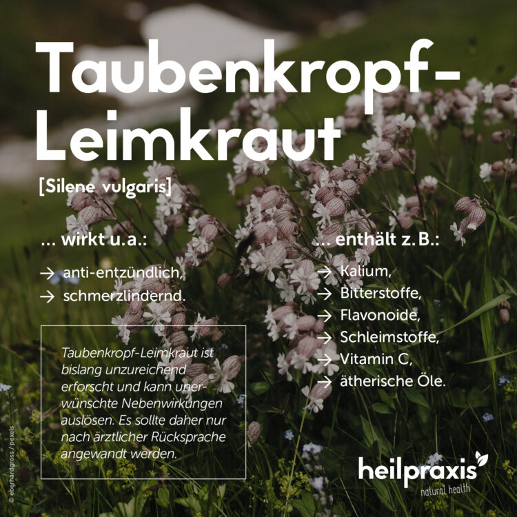 Übersicht wichtiger Wirkungen und Inhaltsstoffe von Taubenkropf-Leimkraut