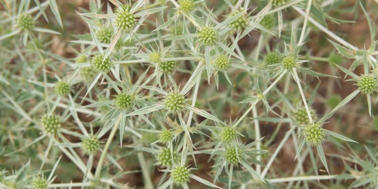 halbkugelige Blütenköpfe mit kleinen weißen Blüten an den Dolden der Edeldistel Feld-Mannstreu