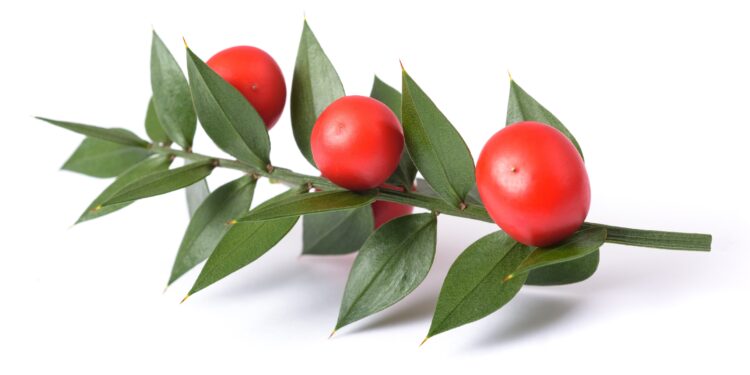 Zweig Mäusedorn mit grünen Blättern und roten Beeren vor weißem Hintergrund