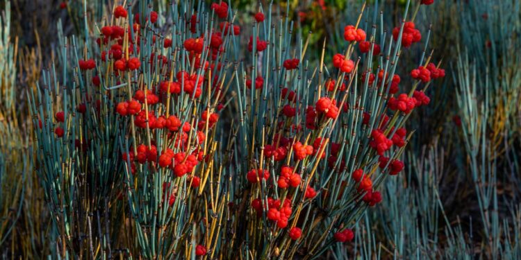 Ephedra-Zweige mit schuppenartigen Blättern und roten Zapfenbeeren /Scheinfrüchten