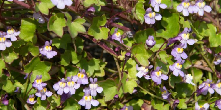 Nahaufnahme Mauer-Zimbelkraut mit dunkelgrünen Blättern und kleinen löwenmaulartigen violetten Blüten