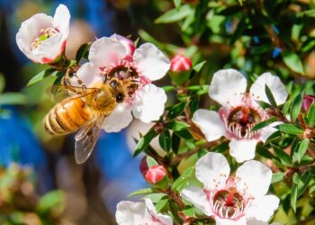 Biene sammelt Nektar von Manuka-Blüten