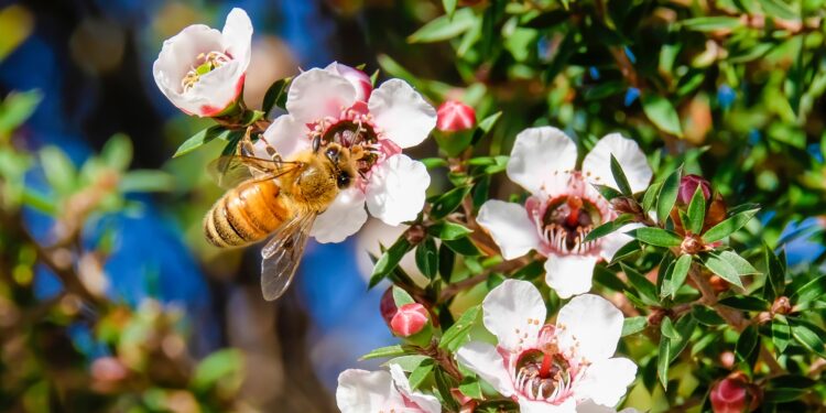 Biene sammelt Nektar von Manuka-Blüten