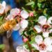 Biene sammelt Nektar von Manuka-Blüten