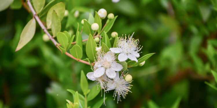 Myrtenzweig mit weißen Knospen und Blüten sowie grünen Blättern vor dunklem Blätterhintergrund