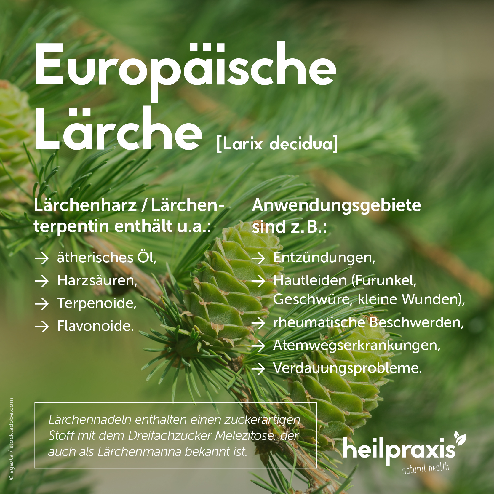 Übersichtsgrafik der Inhaltsstoffe und Anwendung von Laerche, Laerchenharz und Laerchenterpentin