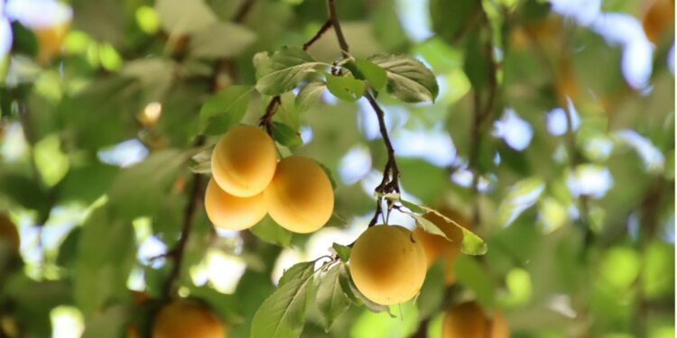 Mirabellenbaum-Zweig mit grünen Blättern und reifen, gelben Mirabellen