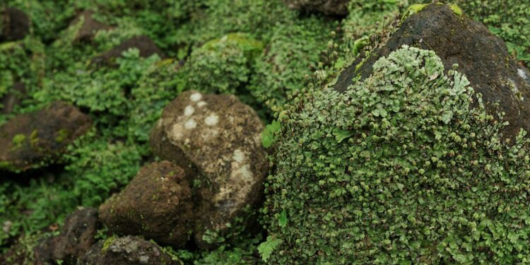 Grünes Lebermoos (Marchantia polymorpha) auf Steinen