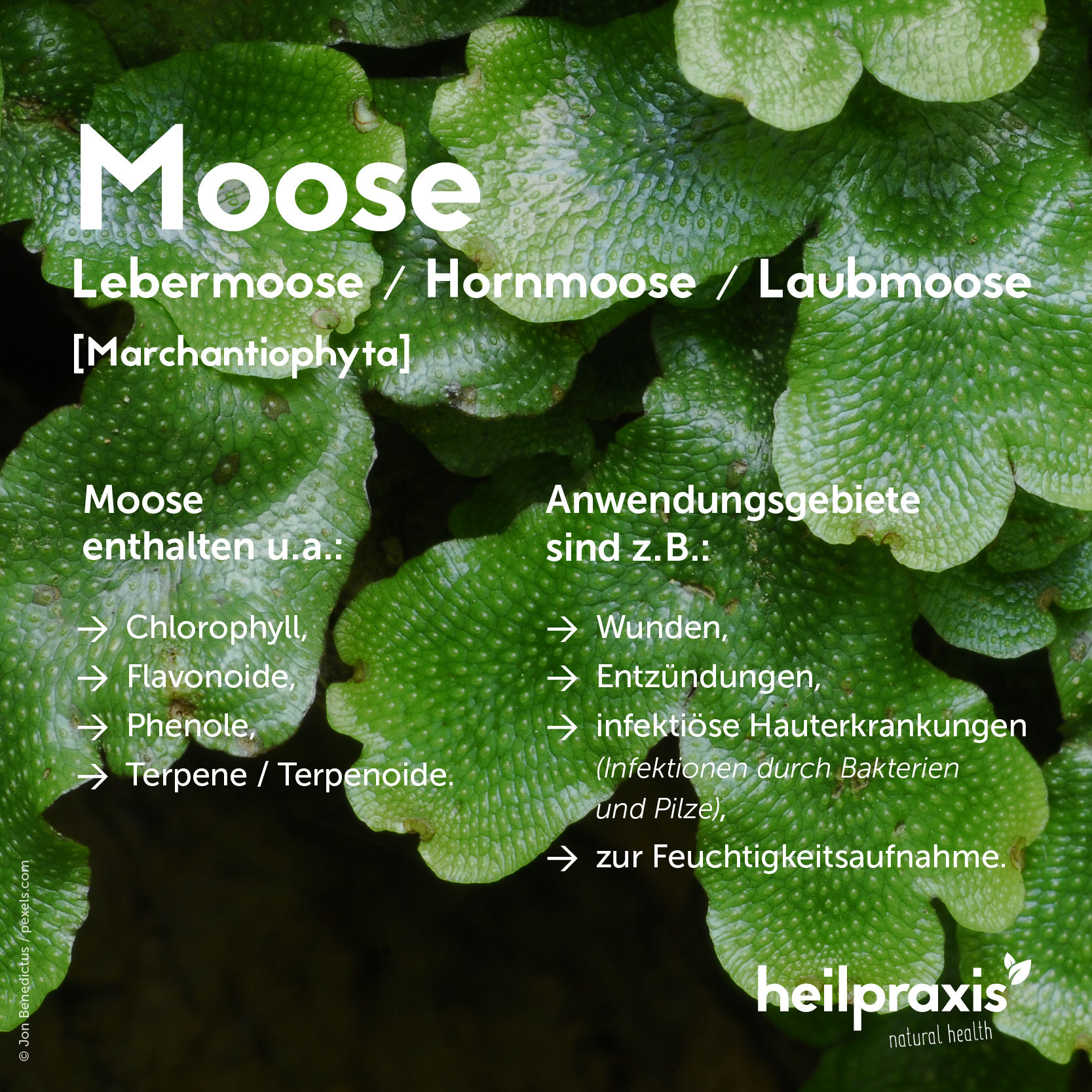 Übersichtsgrafik der Inhaltsstoffe und Anwendung von Moosen