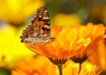 Saatwucherblume mit Schmetterling