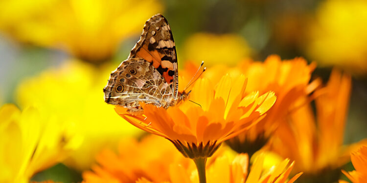 Saatwucherblume mit Schmetterling