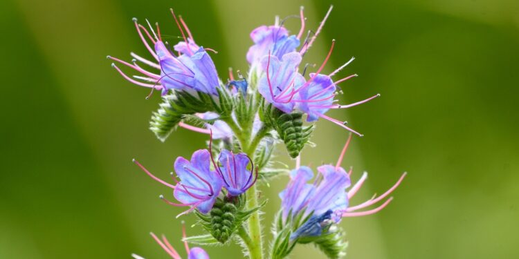 Gewöhnlicher Natternkopf mit blau-lila Blüten vor grünem Hintergrund