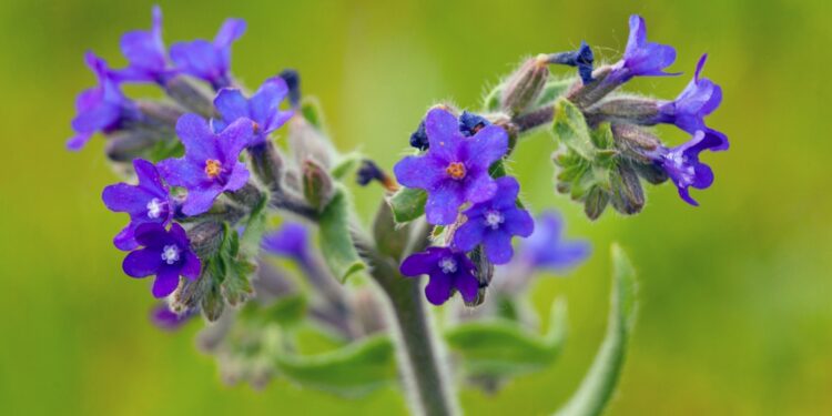 Gemeine Ochsenzunge mit lila Blüten vor grünem Hintergrund