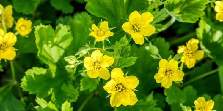 Echte Nelkenwurz mit grünen Blättern, Knospen und gelben Blüten