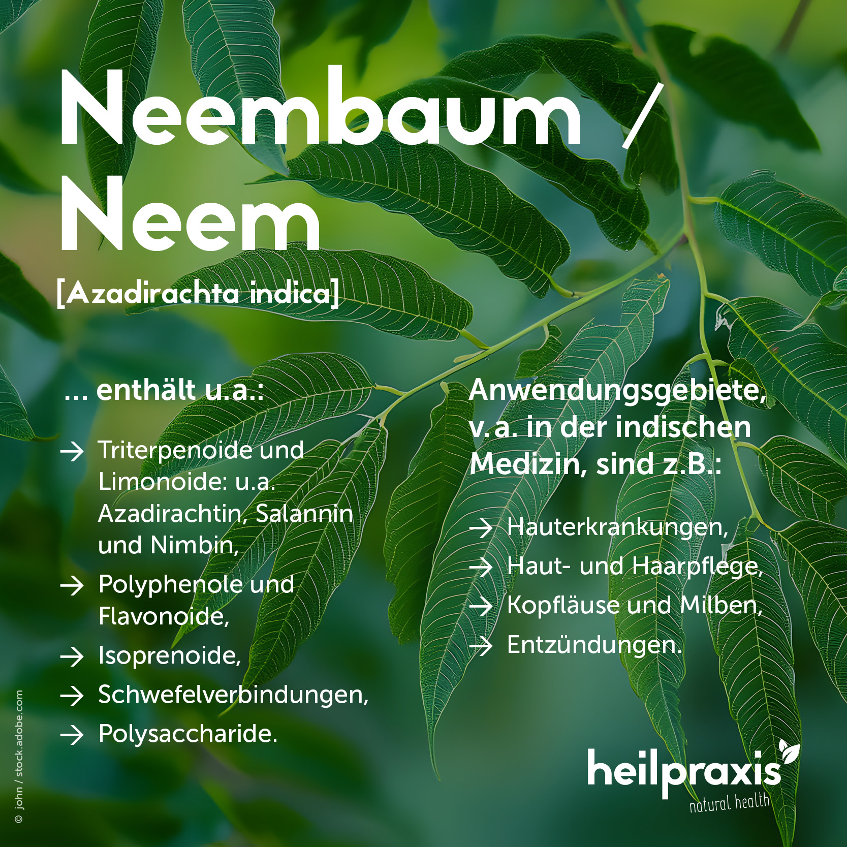 Übersichtsgrafik der Inhaltsstoffe und Anwendung von Neem