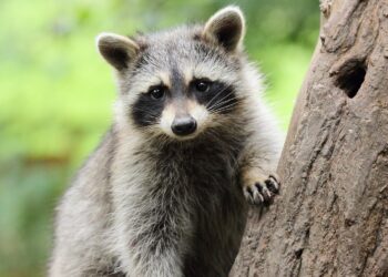 Waschbär auf einem Baum