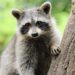 Waschbär auf einem Baum