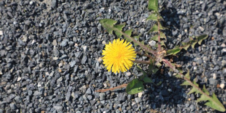 Löwenzahnblüte umgeben von Schotter